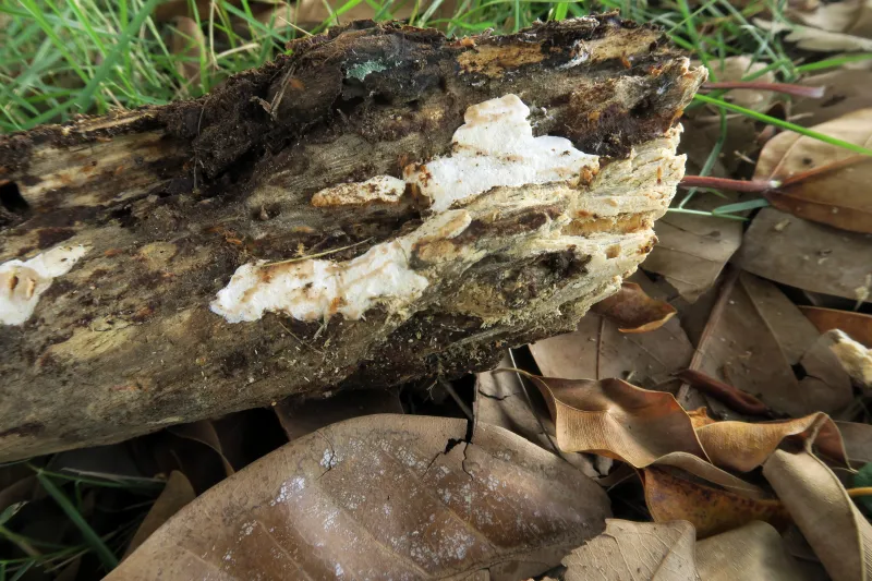 Aporpium miniporum 1 - IMG_2888